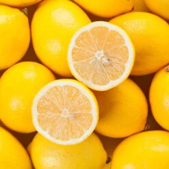 Pair Of Large Lemon Trees -Garden Plant Shop 680092 2