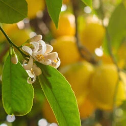 Pair Of Large Lemon Trees -Garden Plant Shop 680092 3