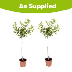 Pair Of Large Lemon Trees -Garden Plant Shop 680092 4
