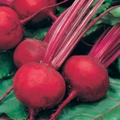 Root Vegetable Seed Collection -Garden Plant Shop 700050 3