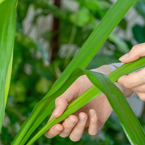 Yucca 2 Stem 45/20cm In 17cm Pot 70cm Tall 2 Yucca 2 Stem 45/20cm In 17cm Pot 70cm Tall - Image 2