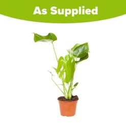 'Swiss Cheese Plant' Monstera Deliciosa -Garden Plant Shop 800126 2