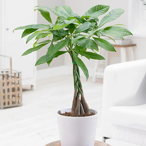 Pachira Aquatica 1 Pachira Aquatica