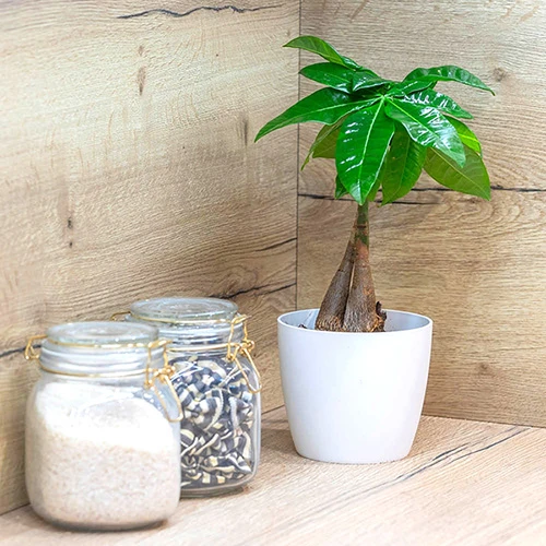 Pachira Aquatica 2 Pachira Aquatica - Image 2