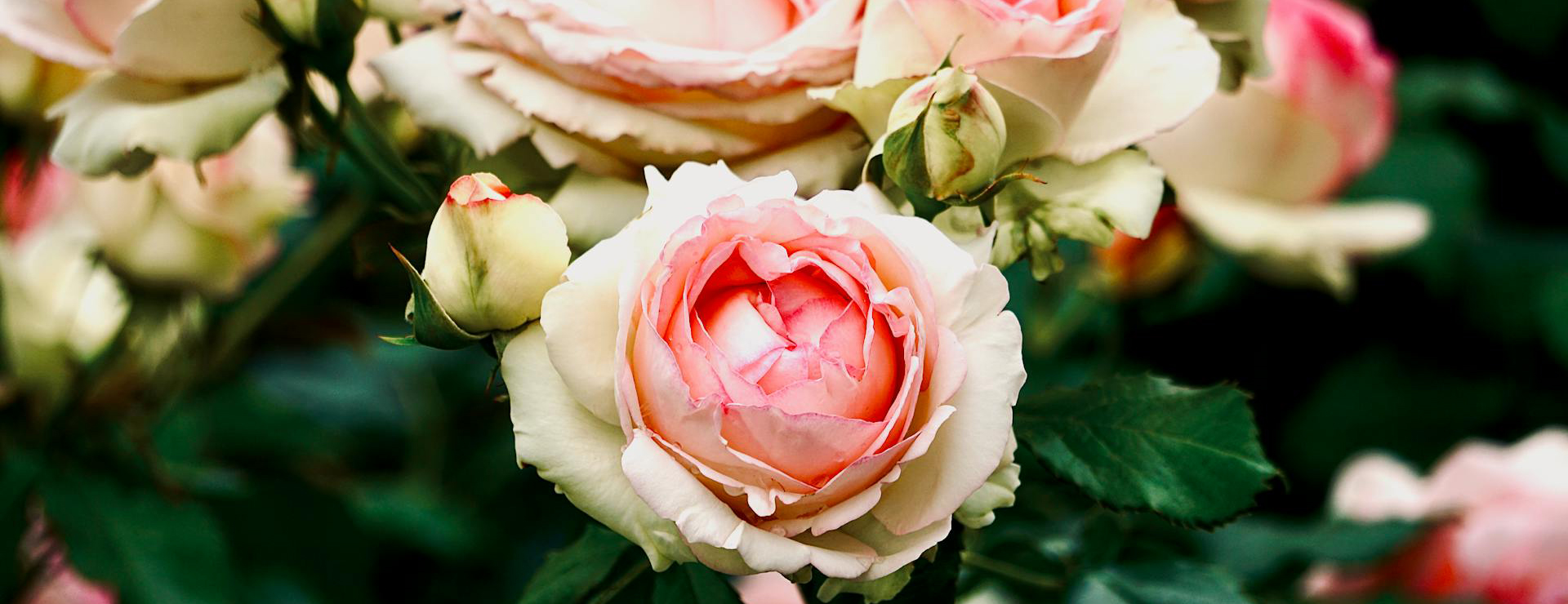 Garden Plant Shop -Garden Plant Shop pexels anna romanova 1406375 19055225