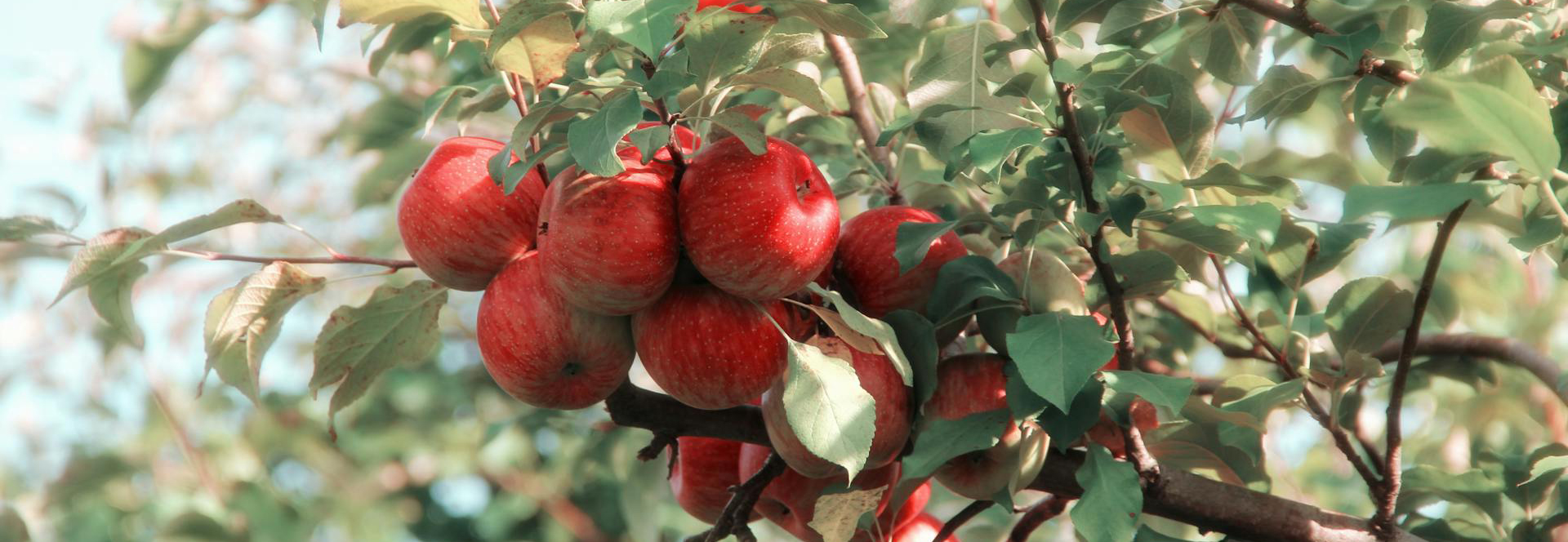 Garden Plant Shop -Garden Plant Shop pexels elizabeth tr armstrong 128038 635705